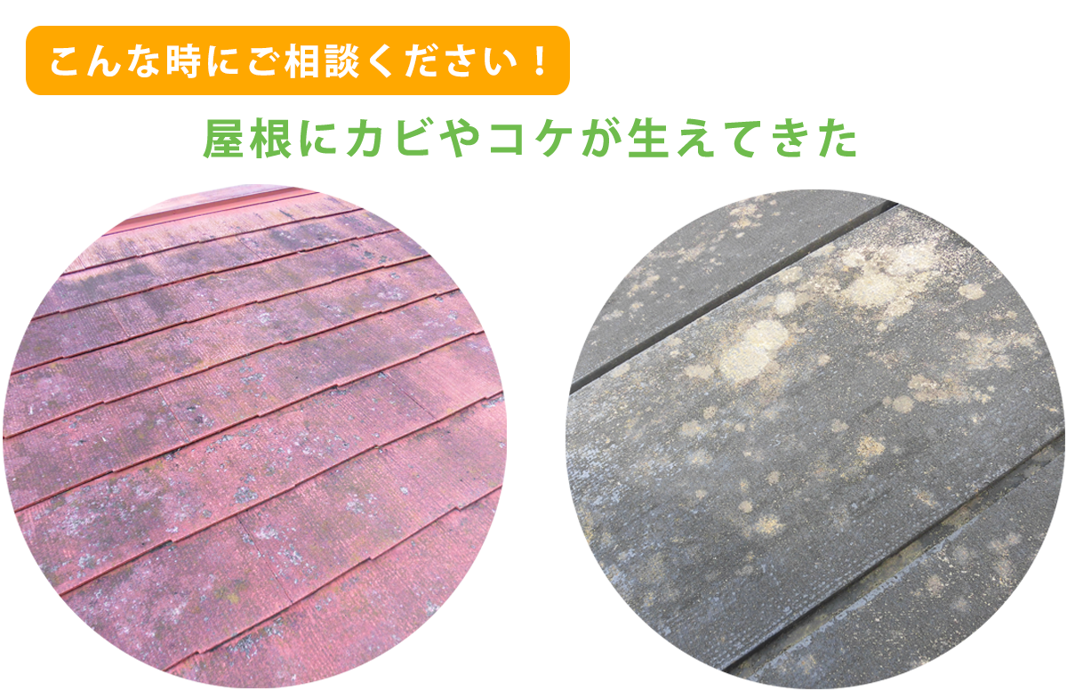 屋根にカビやコケが生えてきた